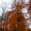 Fagus sylvatica automne